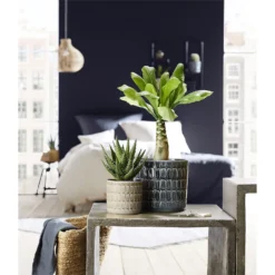 Scheurich Elna Yellow Ceramic Pot - 16cm 7 Scheurich Elna Yellow Ceramic Pot - 16cm -Home Improvement Shop 12912158 1254845868136031